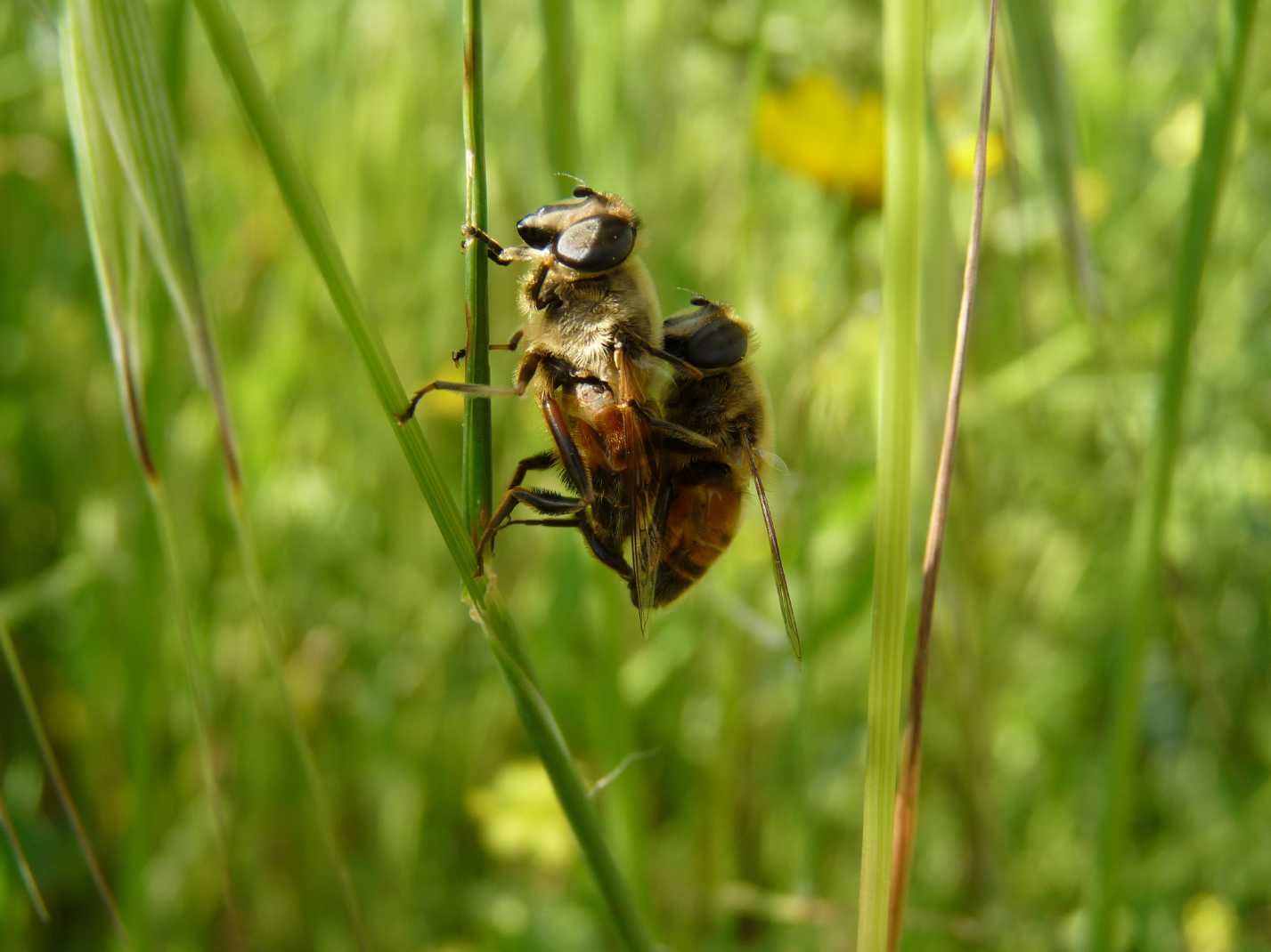 Accoppiamento di Eristalis tenax. (Syrphidae)